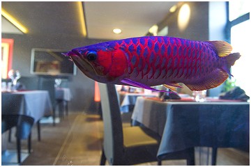 Bangkok Brasserie Restaurant à Marche-en-Famenne