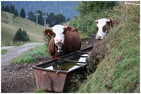 La Petite Ferme